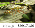Spiny stick insect (Acanthoclonia sp.)  39917180