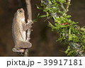 Crested Forest Toad (Rhinella margaritifera). 39917181