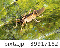 Predatory bush cricket  39917182