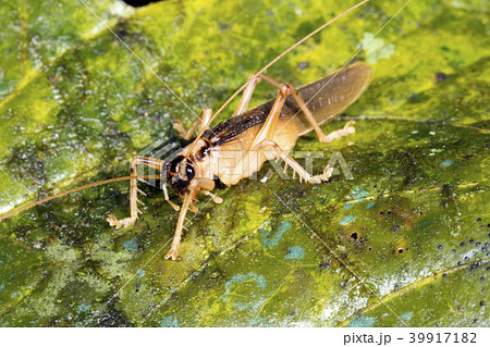 Predatory bush cricket  39917182