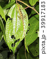 Anolis lizard sleeping at night  39917183