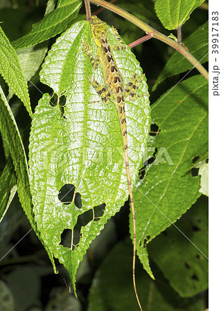 Anolis lizard sleeping at night Anolis lizard sleeping at night 39917183