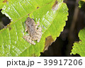 Rain frog (Pristimantis sp.)  39917206