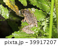 Rain frog (Pristimantis sp.)  39917207