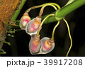 Growing aerial root tips of a rainforest climber 39917208