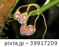 Growing aerial root tips of a rainforest climber 39917209
