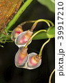 Growing aerial root tips of a rainforest climber 39917210