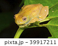 Roque Treefrog (Hyloscirtus phyllognathus) 39917211