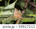 Leaf mimic katydid 39917212