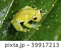 Glass Frog (Chimerella mariaelenae) 39917213