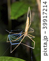 Ogre Faced Spider (Deinopis sp.) 39917214