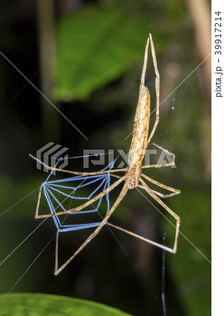 Ogre Faced Spider (Deinopis sp.) Ogre Faced Spider (Deinopis sp.) 39917214