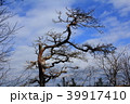 枯れ木 39917410