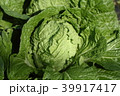 レタス 39917417