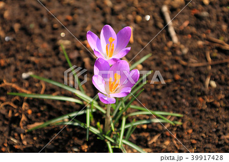 花壇に群がって咲くクロッカスの花 花壇に群がって咲くクロッカスの花 39917428