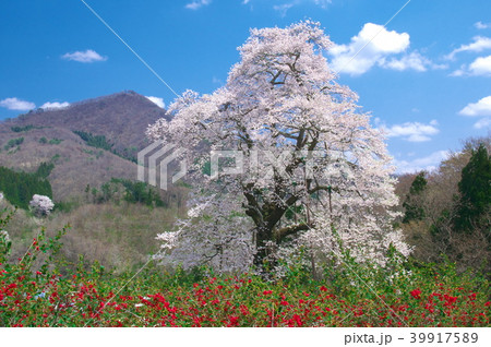 一本桜 - 秋山の駒桜 一本桜 - 秋山の駒桜 39917589