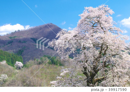 一本桜 - 秋山の駒桜 一本桜 - 秋山の駒桜 39917590