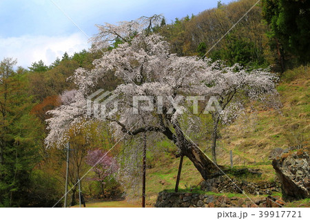 高山村の桜 39917721