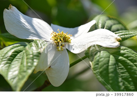 花水木の小花 39917860
