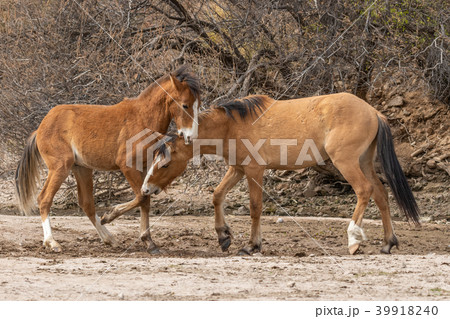 Wild Horses Fighting int he Desert Wild Horses Fighting int he Desert 39918240