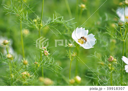 アキザクラ コスモ コスモス 39918307
