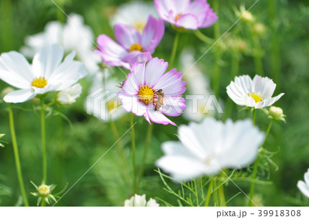 アキザクラ コスモ コスモス 39918308