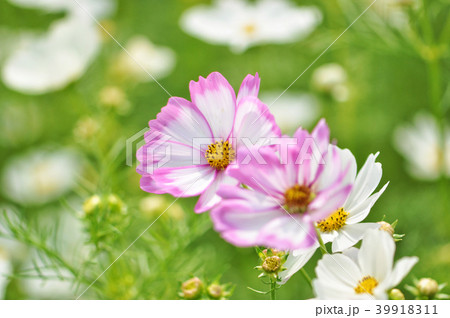 アキザクラ コスモ コスモス 39918311
