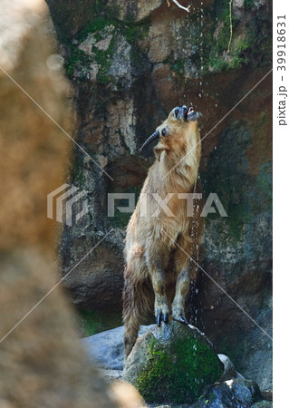 水を飲むゴールデンターキン 39918631