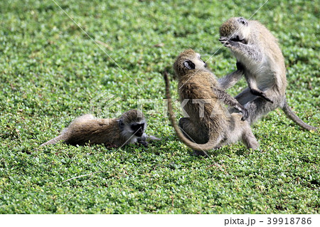 ンゴロンゴロ国立公園 39918786