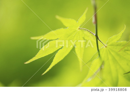 新緑 39918808