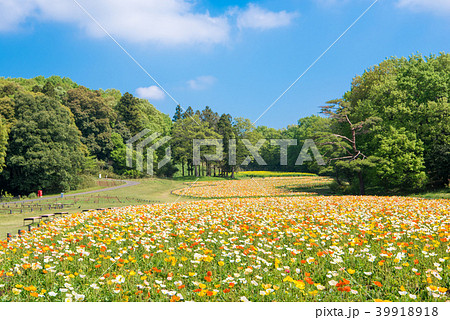 国営武蔵丘陵森林公園 アイスランドポピー 39918918