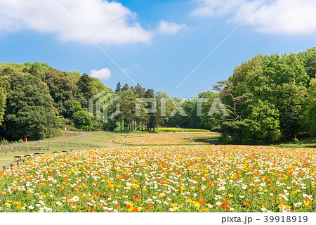 国営武蔵丘陵森林公園 アイスランドポピー 国営武蔵丘陵森林公園 アイスランドポピー 39918919