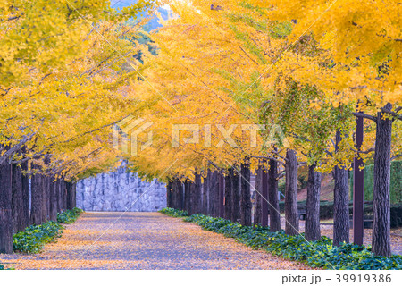 Ginkgo Road Ginkgo Road 39919386
