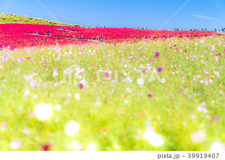 Kochia and cosmos filed Hitachi Ibaraki Japan Kochia and cosmos filed Hitachi Ibaraki Japan 39919407