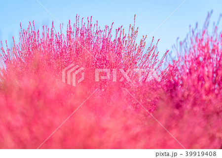 Kochia and cosmos filed Hitachi Ibaraki Japan Kochia and cosmos filed Hitachi Ibaraki Japan 39919408