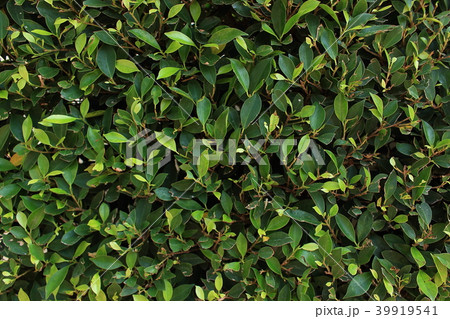 Green Leaves background Green Leaves background 39919541
