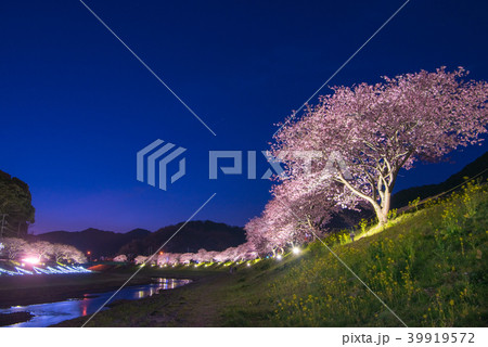 みなみの桜と菜の花まつり ライトアップ みなみの桜と菜の花まつり ライトアップ 39919572