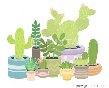 Cactus green plant cactaceous home nature cacti 39919576