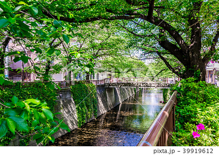 【東京都】目黒川 39919612