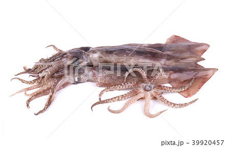 Fresh squid isolated on white background. Two squid. Fresh squid isolated on white background. Two squid. 39920457