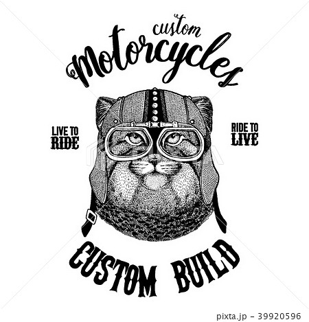 Wild cat Manul Biker, motorcycle animal. Hand Wild cat Manul Biker, motorcycle animal. Hand 39920596