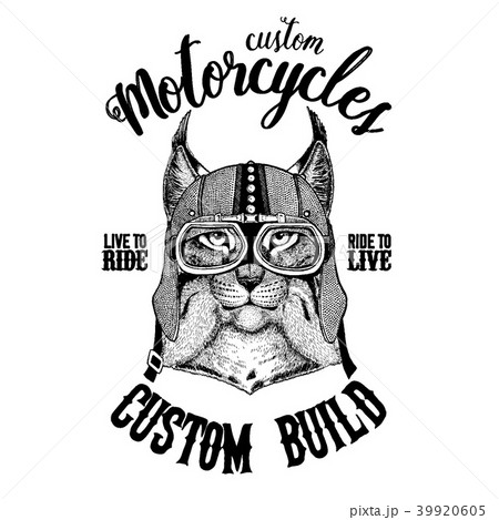 Wild cat Lynx Bobcat Trot Biker, motorcycle animal Wild cat Lynx Bobcat Trot Biker, motorcycle animal 39920605