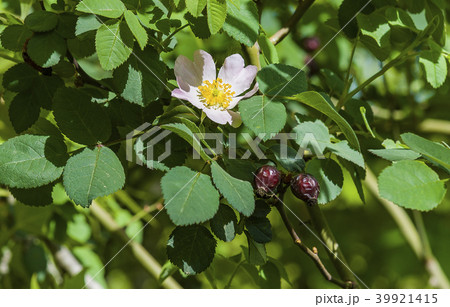 Rose hips fruit with leaves and white flower Rose hips fruit with leaves and white flower 39921415