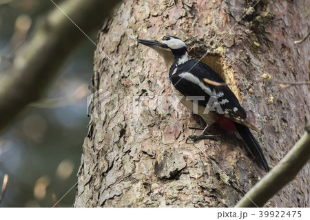 Great woodpecker (Dendrocopus major) Great woodpecker (Dendrocopus major) 39922475