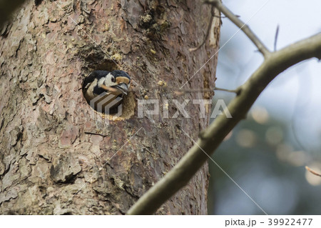 Great woodpecker (Dendrocopus major) Great woodpecker (Dendrocopus major) 39922477