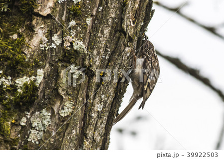 Short-toed treecreeper (Certhia brachydactyla) 39922503