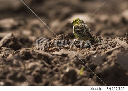 Yellowhammer (Emberiza citrinella) 39922505
