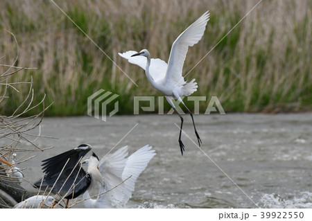 サギ・飛行 39922550