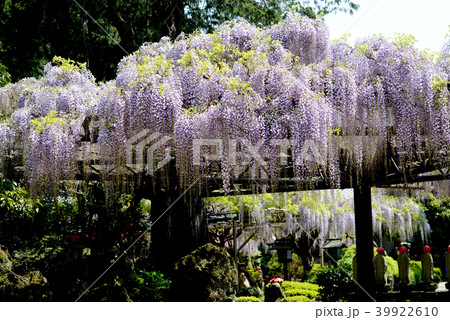 フジの花 39922610