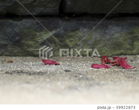 落ちた花びら(右寄り) 落ちた花びら(右寄り) 39922873